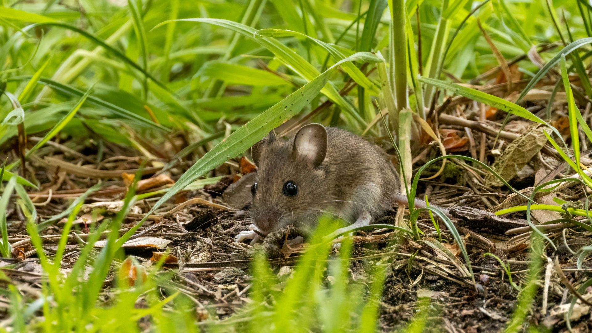 From Attic to Grill: Unexpected Places Rodents Build Spring Nests Around Your Home