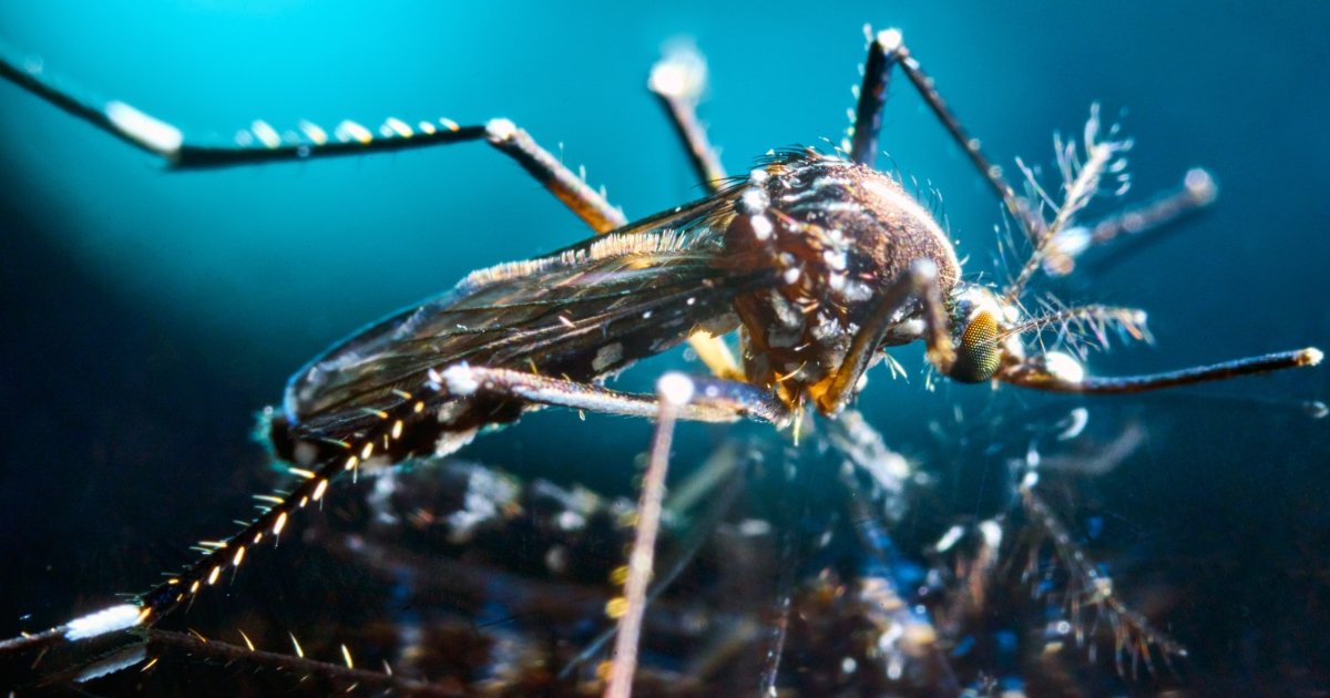 Springtime Pests in Missouri: A Guide by Bug-A-Way