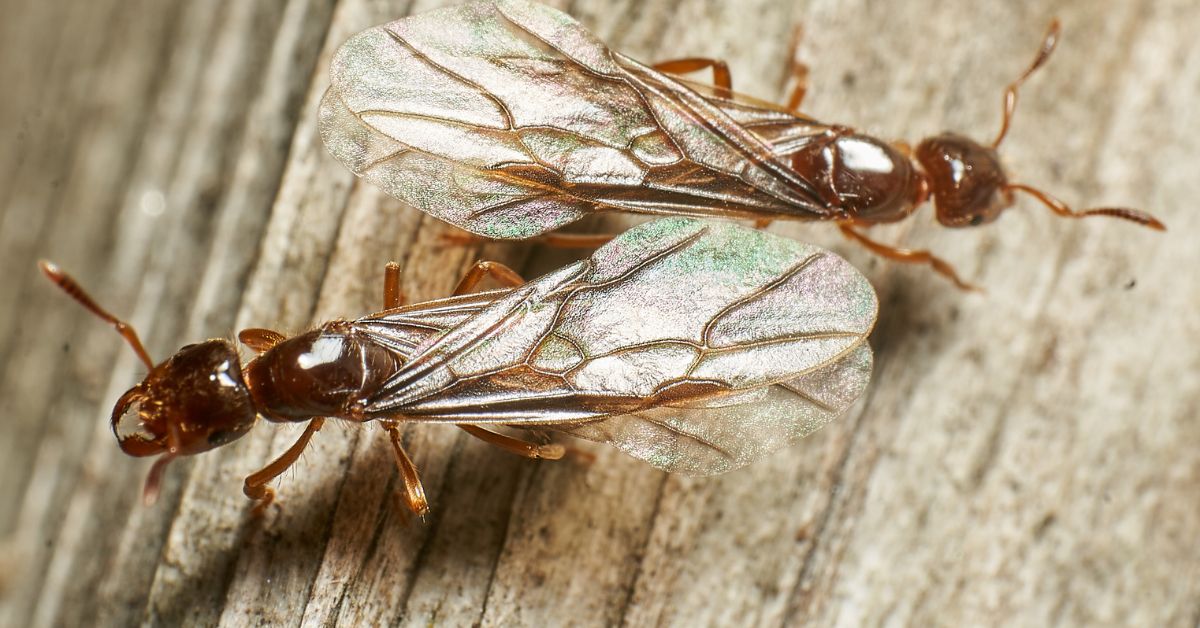 Carpenter Ants vs. Termites: Do You Know the Difference?