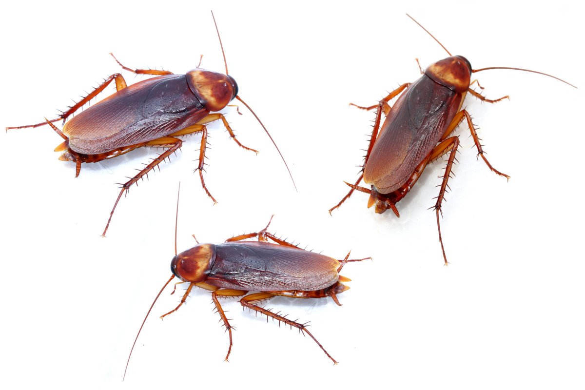 Everything You Need to Know About Cockroach Bites and Infestations