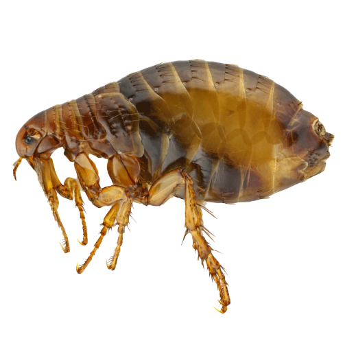 When Do Fleas Come Out?