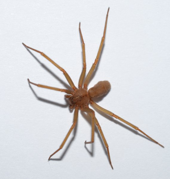 I think this is a brown recluse. How do I know for sure?