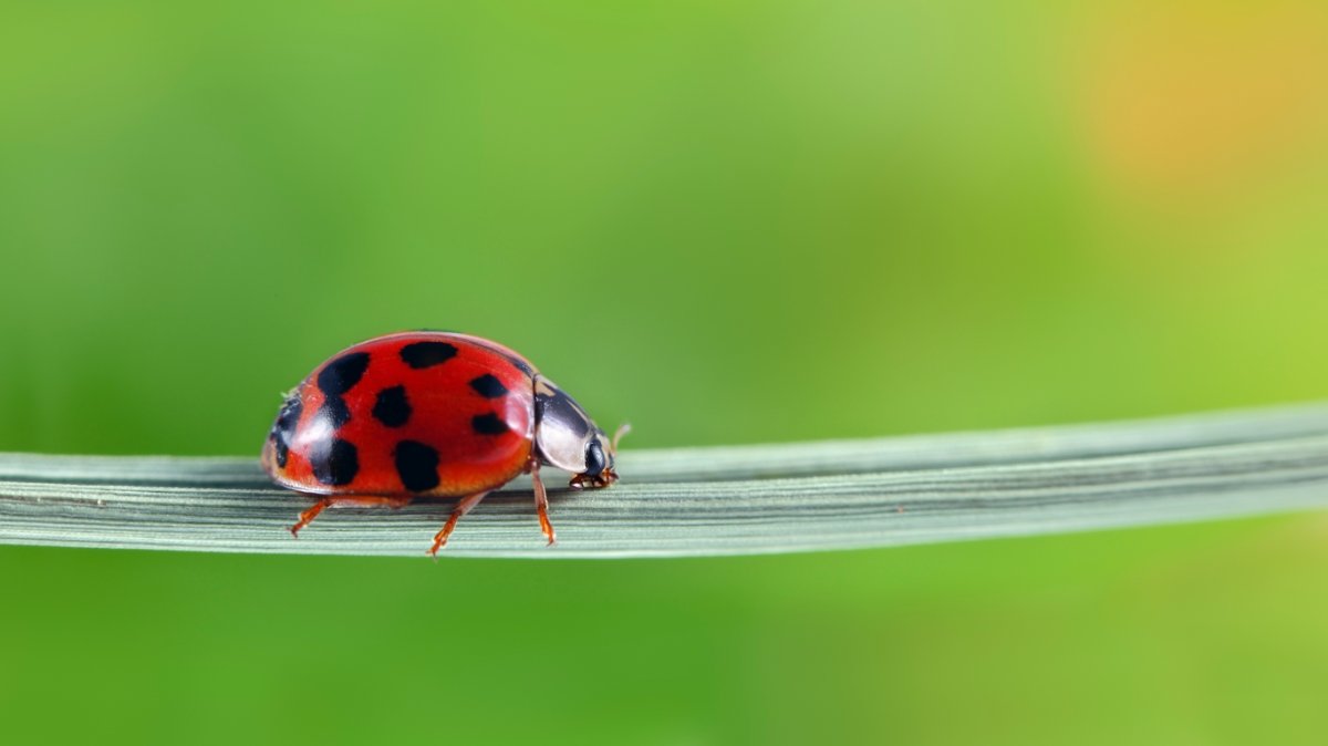 What's the Difference Between Asian Lady Beatles and Ladybugs?