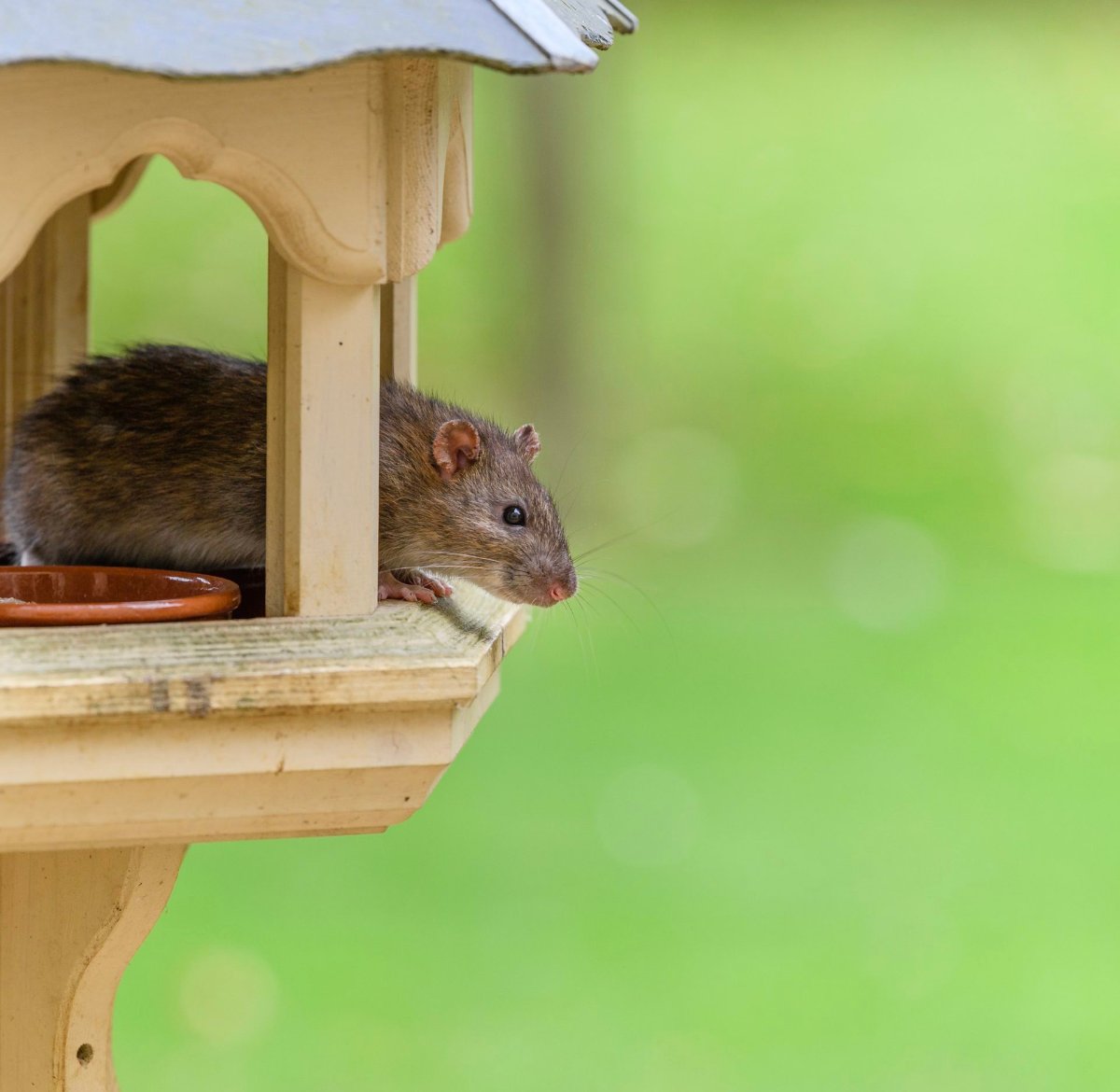 How to Protect Your Home Against Roof Rats