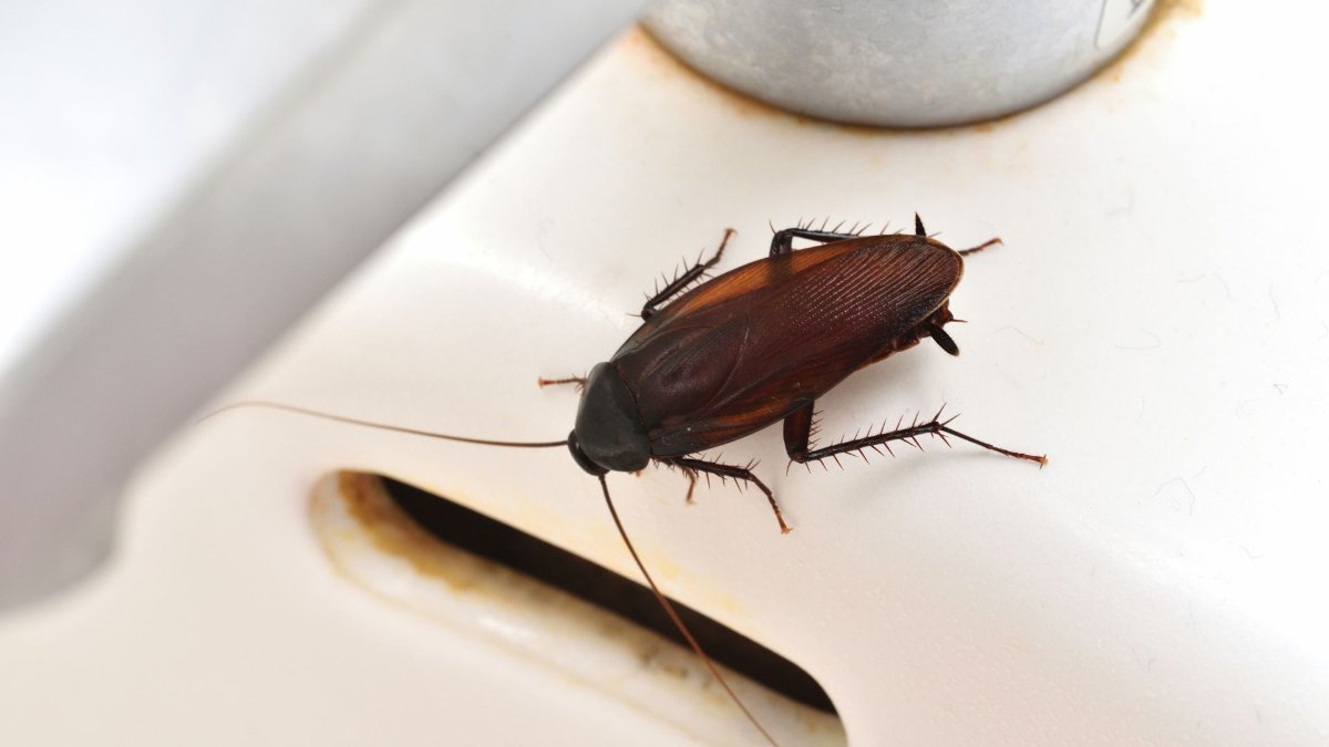Why Do I Have Roaches in My Clean House?