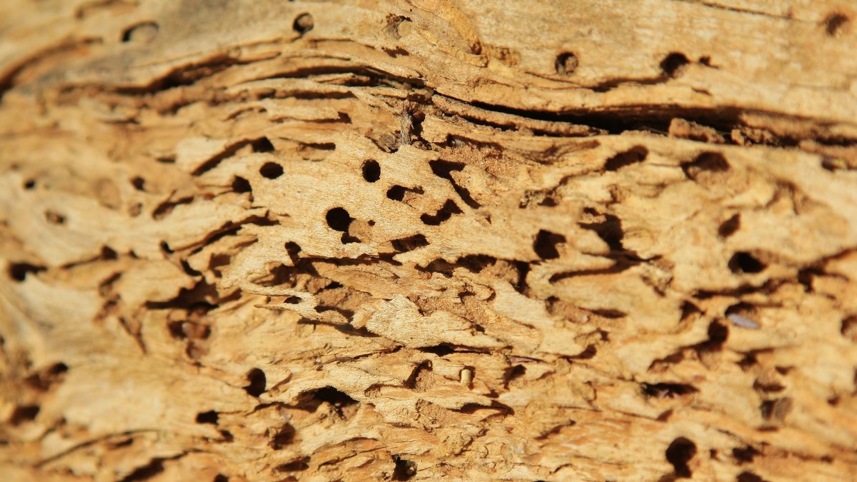 Are Termites Active in Winter? Identifying Termite Damage in Missouri Homes