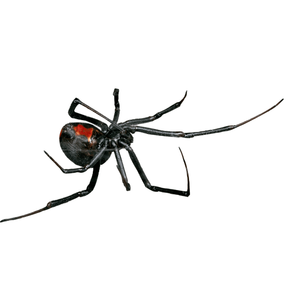 Get Rid of Black Widow Spiders with Bug-A-Way
