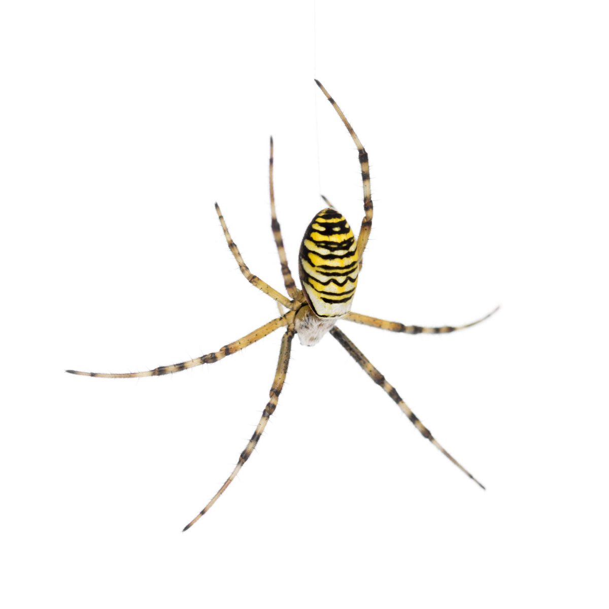 7 Common Types of Spiders in Missouri