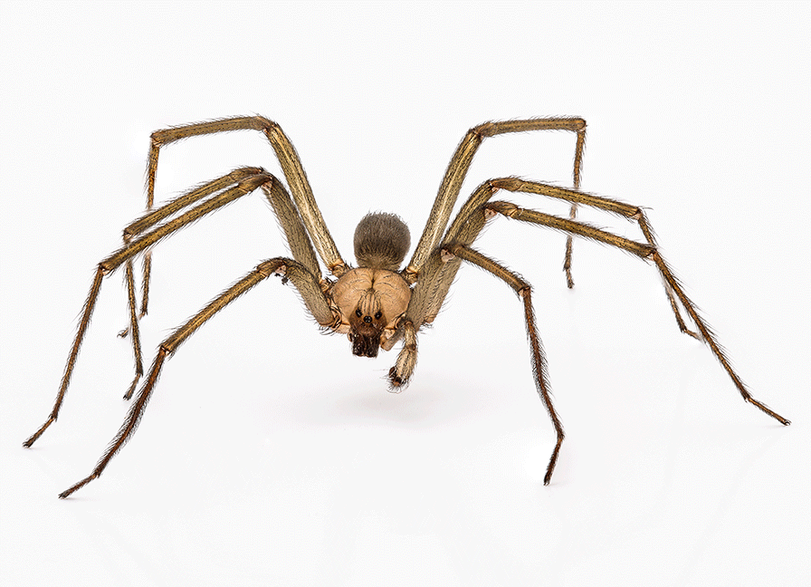 4 Tips for Reducing Brown Recluse Populations in Your Home