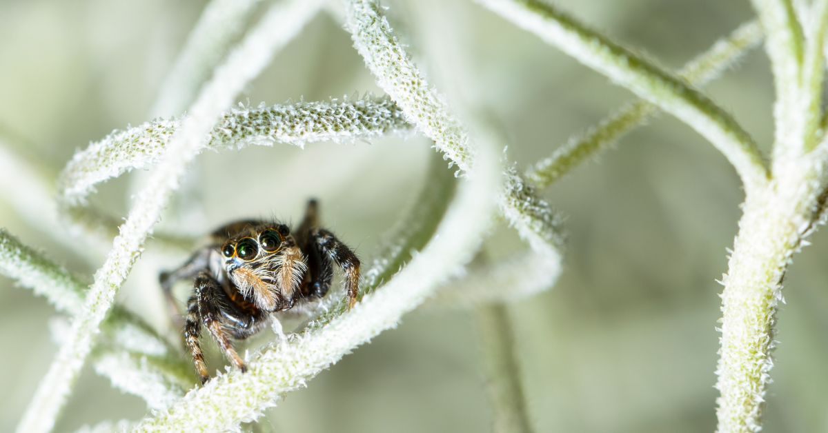 Do Spiders Hibernate or Die in Winter? Missouri Homeowners’ Guide