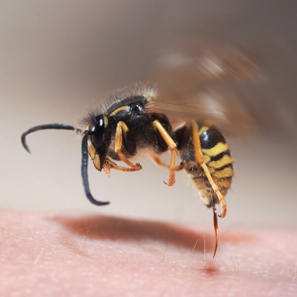Summer Wasp Preventing Checklist for Missouri