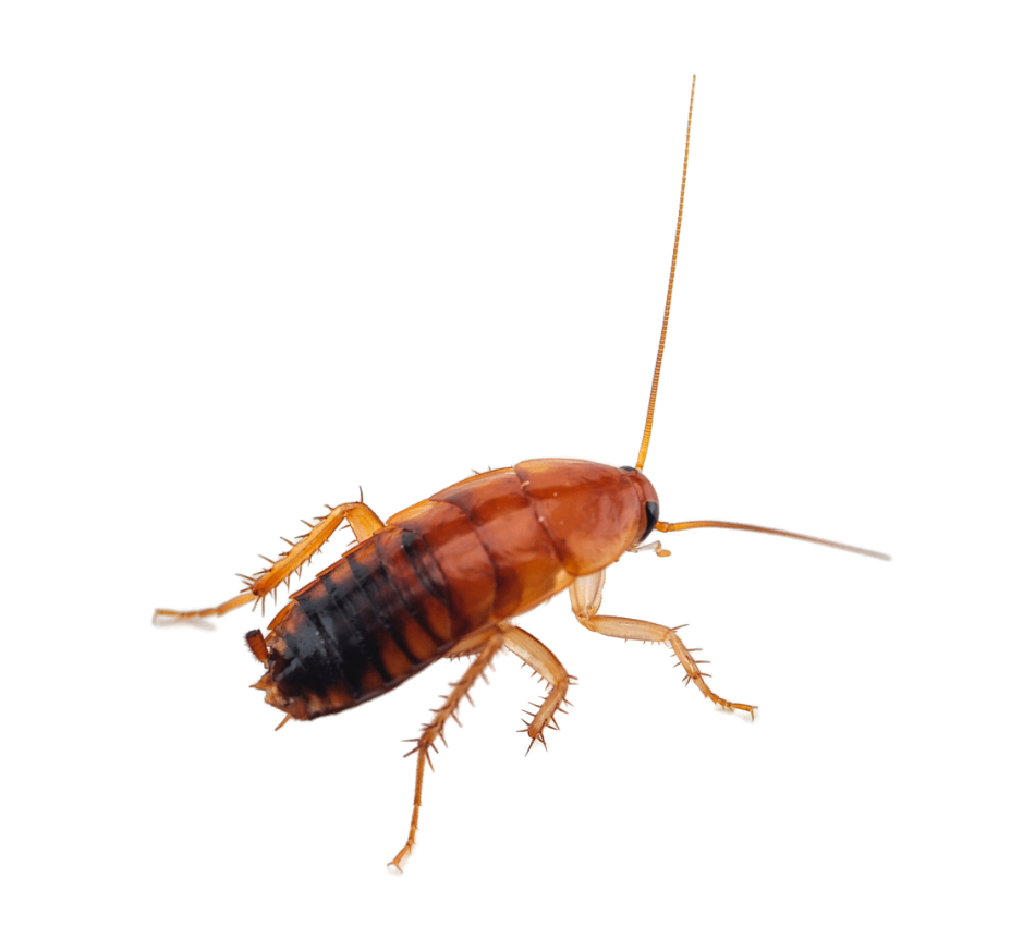 How to Identify a Baby Roach and Where to Find Them