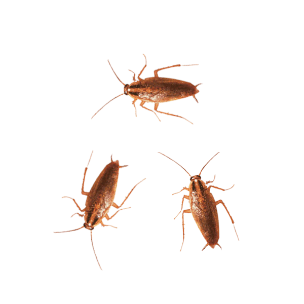 Types of Cockroaches and The Problems They Can Cause