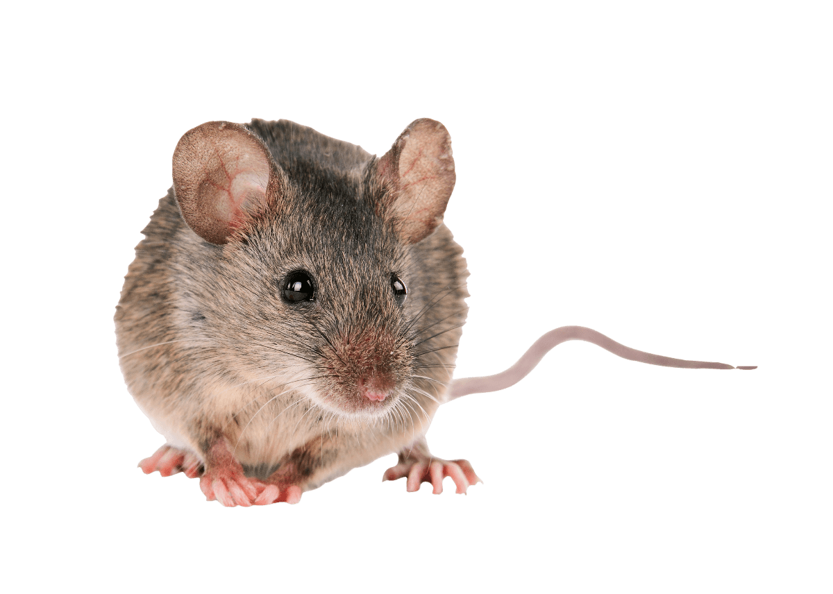 Quick Answers: How Do Mice Get In Houses?