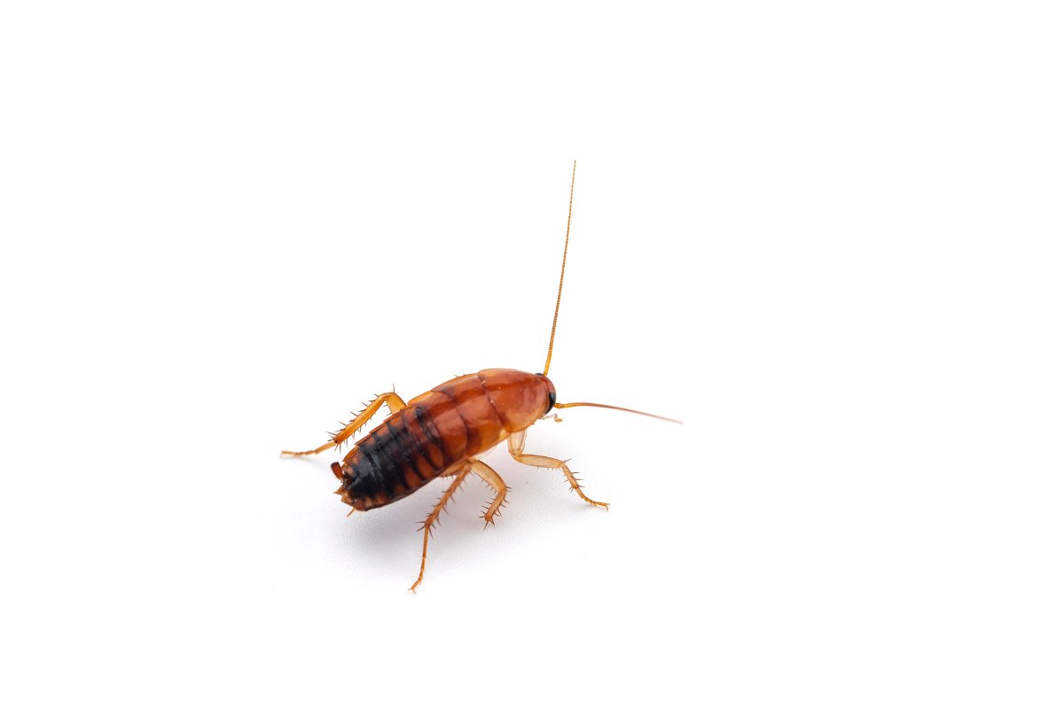 Cockroaches in Missouri: A Guide for Homeowners