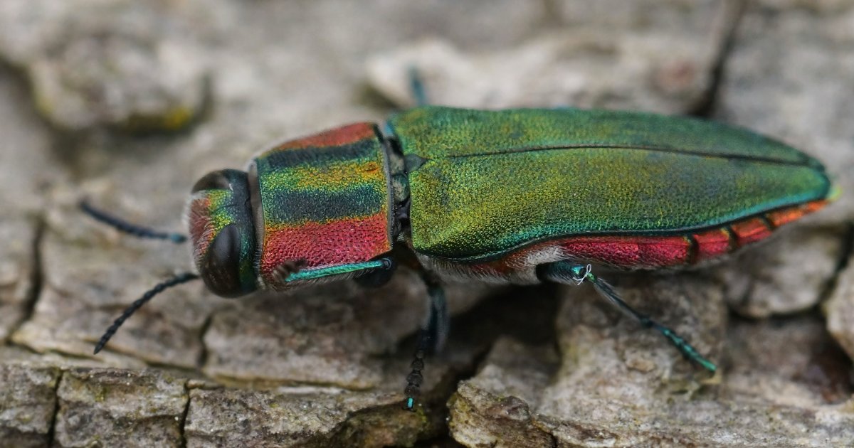 Missouri Pest Guide: What to Do About the Emerald Ash Borer