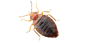 Say Goodbye to Bed Bugs With Bug-A-Way’s Heat Treatment Services