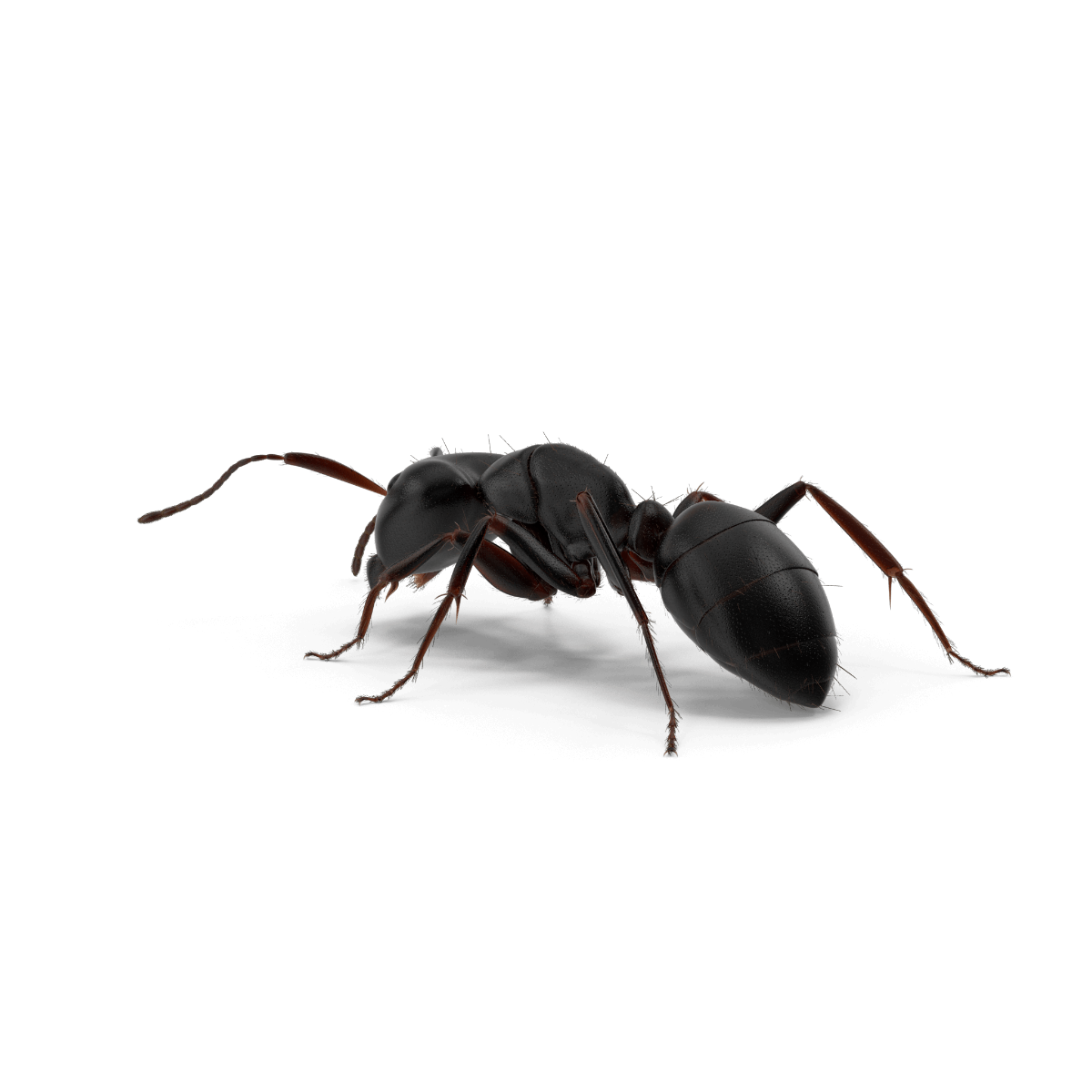 Quick Answers: Do Sugar Ants Bite?