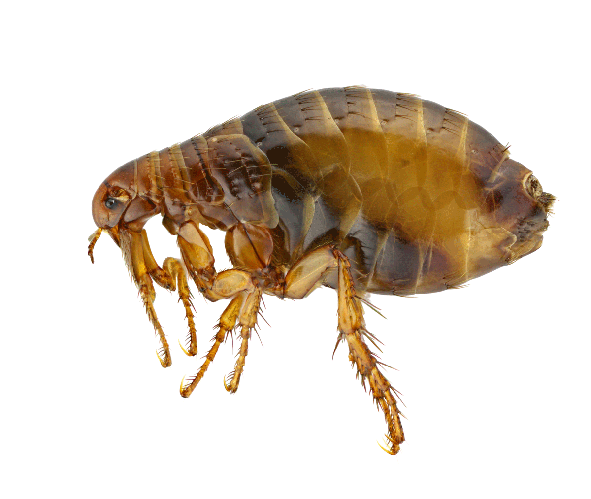 What You Need to Know About Fleas
