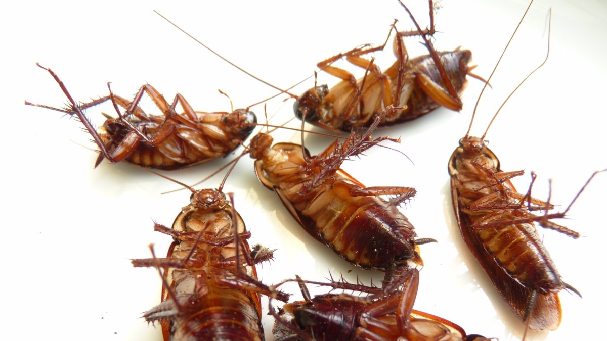 Quick Answers: What does cockroach poop look like?