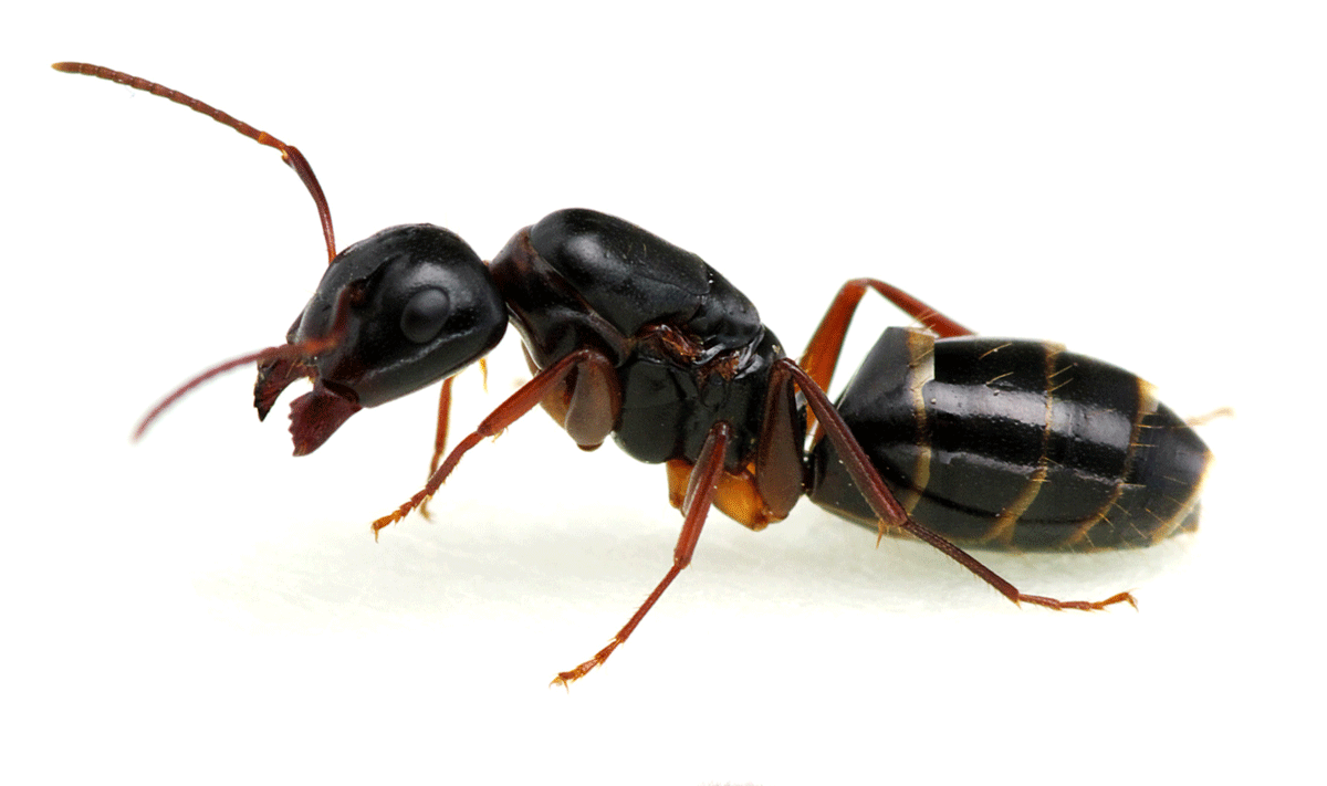 How to Keep Sugar Ants Out of Your Home