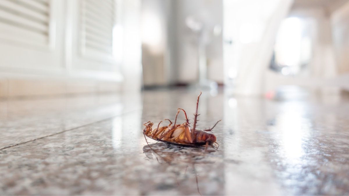 How to Stop Bugs from Entering Your House