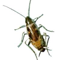 What Do Cockroach Bites Look Like?