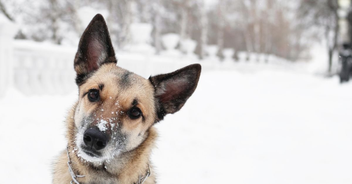 Do Fleas Die in the Winter? What Missouri Pet Owners Need to Know