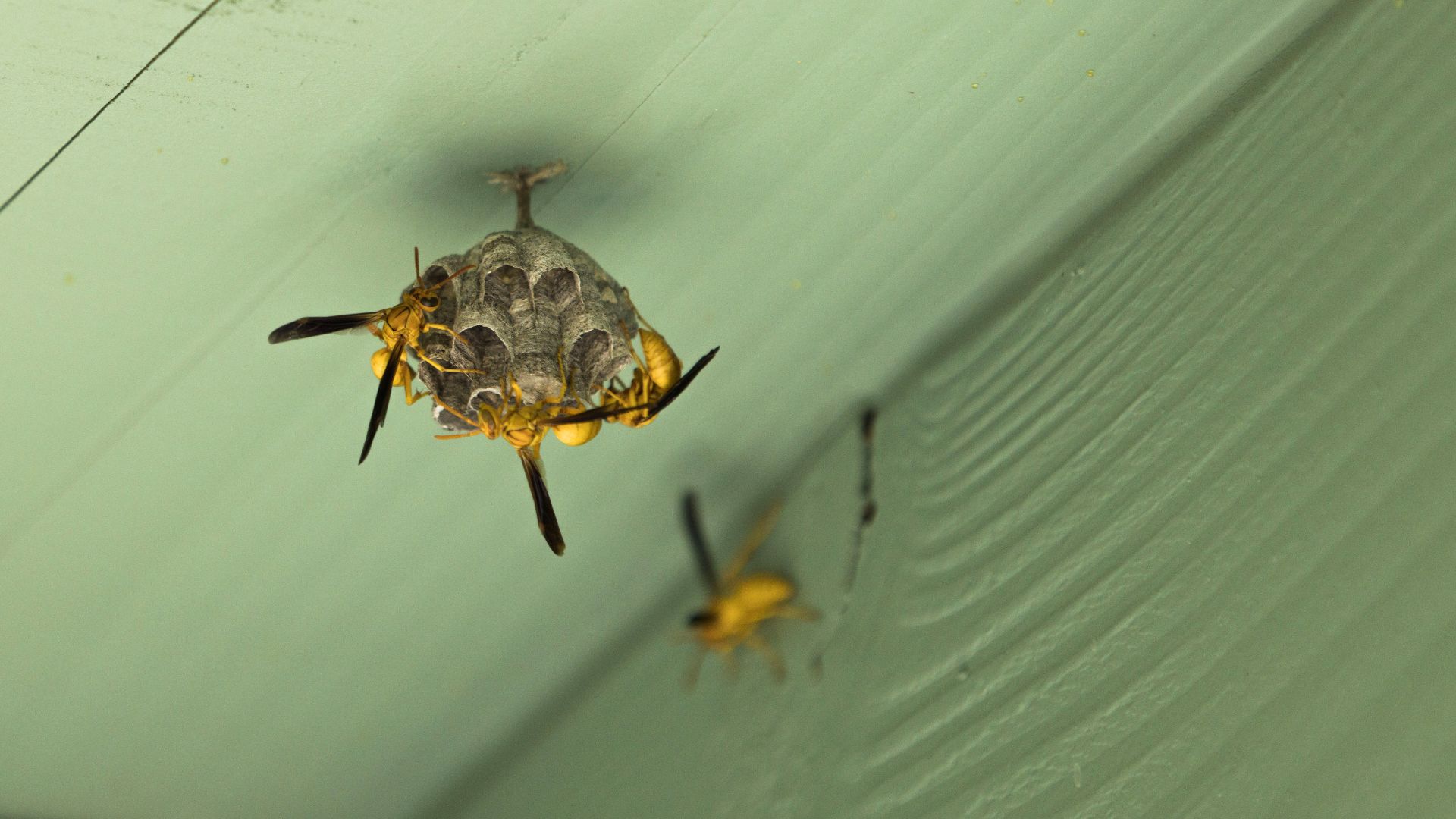 Wasps vs. Your Business: How Nest Locations Hurt Customer Confidence